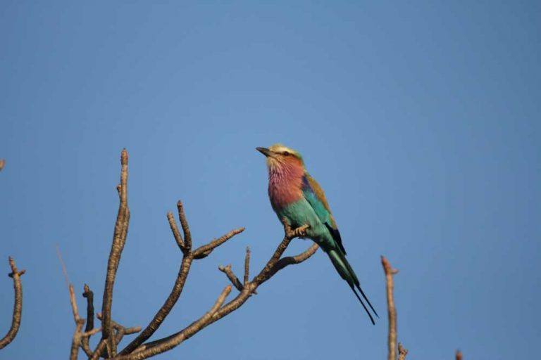 Birding In Kruger National Park