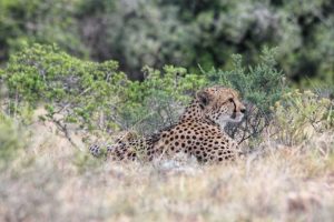 Private Game Reserve Tour Cheetah