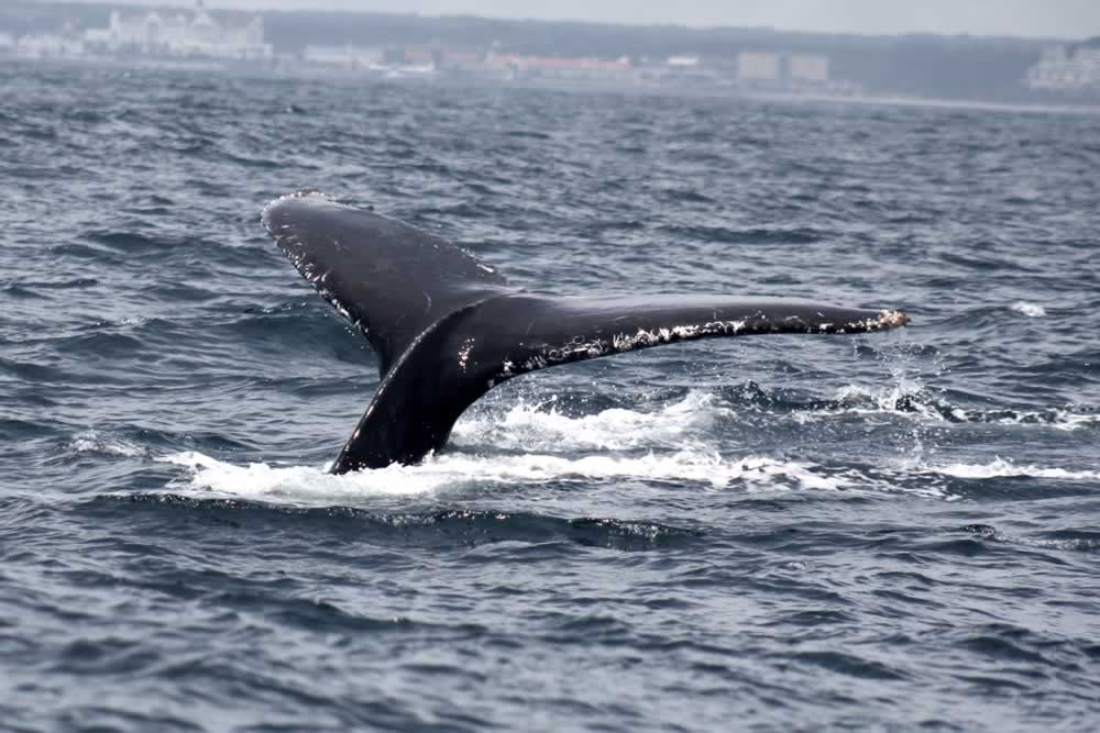 Port Elizabeth Marine Tour Humpback Whale