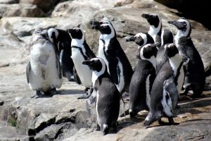 Port Elizabeth Marine Tour St Croix Island Penguins