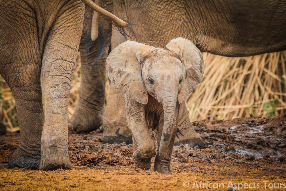 Baby Elephant - Addo Elephant Park Tour